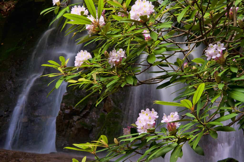 Two Double Beds with Sleeper Sofa mountain laurel in front of waterfall