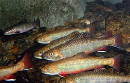 outdoor activities in the Smoky Mountains
