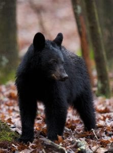 Black bear in the fall