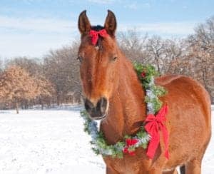Horse wearing a Christmas wreath
