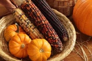 Pumpkin and corn harvest basket
