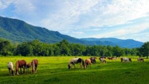 cades cove with horses