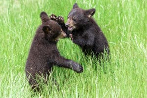 baby black bears in the smokies